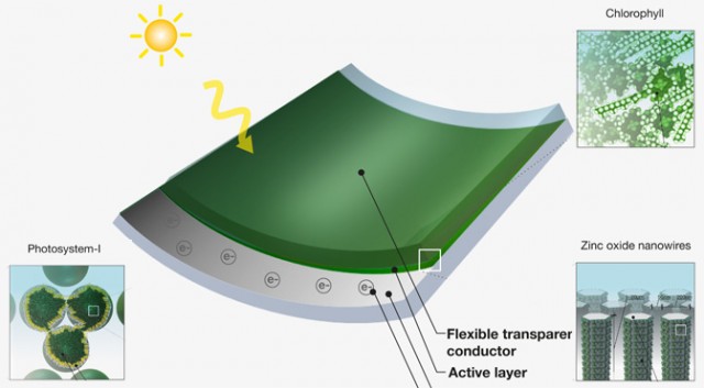 Paneles fotovoltaicos orgánicos a partir de pasto